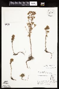 Chamaerhodos erecta image