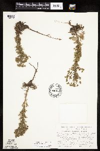 Chamaerhodos erecta image