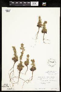 Chamaerhodos erecta image