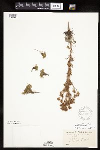 Chamaerhodos erecta image