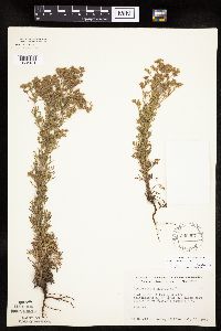 Chamaerhodos erecta image