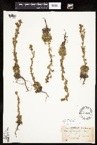 Chamaerhodos erecta image