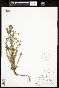 Chamaerhodos erecta image