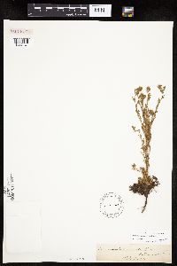 Chamaerhodos erecta image