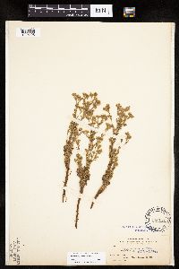 Chamaerhodos erecta image