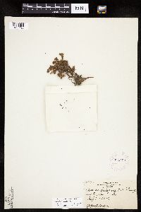 Chamaerhodos erecta image