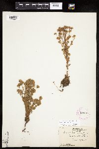 Chamaerhodos erecta image