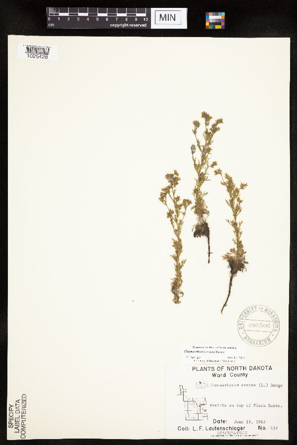 Chamaerhodos erecta image