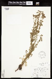 Chamaerhodos erecta image