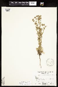 Chamaerhodos erecta image