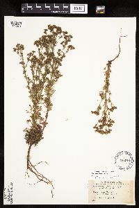 Chamaerhodos erecta image