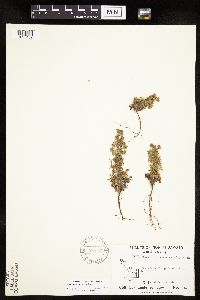 Chamaerhodos erecta image