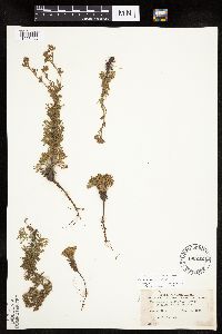 Chamaerhodos erecta image