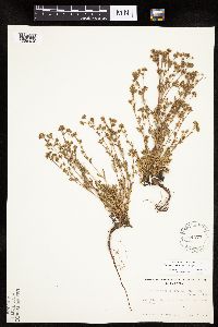 Chamaerhodos erecta image