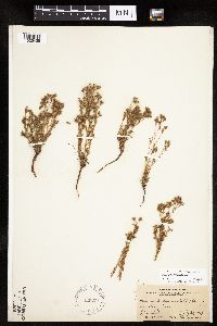 Chamaerhodos erecta image