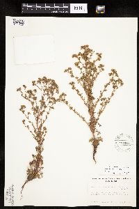 Chamaerhodos erecta image