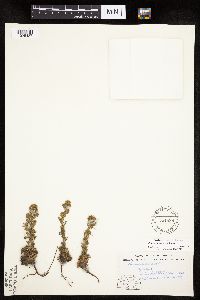 Chamaerhodos erecta image