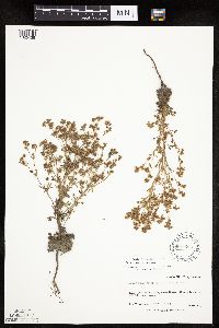 Chamaerhodos erecta image