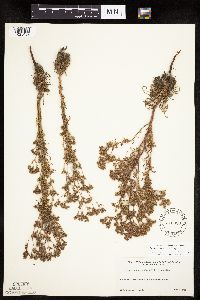 Chamaerhodos erecta image