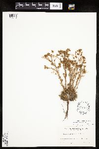 Chamaerhodos erecta image