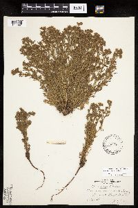 Chamaerhodos erecta image