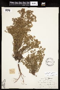 Chamaerhodos erecta image