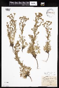 Chamaerhodos erecta image