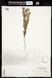 Chamaerhodos erecta image