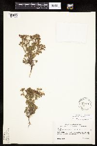 Chamaerhodos erecta image