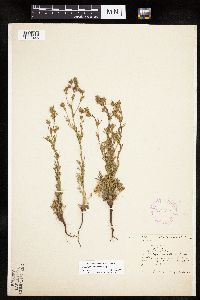 Chamaerhodos erecta image