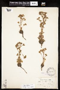 Chamaerhodos erecta image