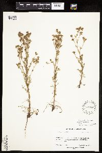 Chamaerhodos erecta image