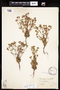 Chamaerhodos erecta image