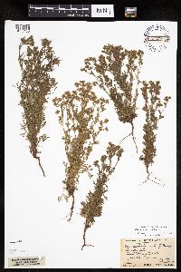 Chamaerhodos erecta image