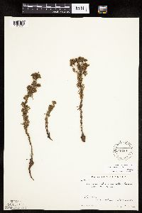 Chamaerhodos erecta image