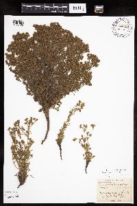 Chamaerhodos erecta image