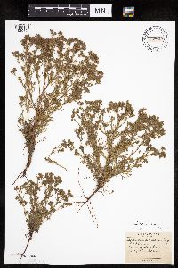 Chamaerhodos erecta image