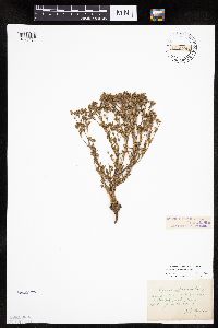 Chamaerhodos erecta image