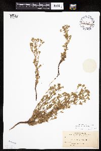 Chamaerhodos erecta image