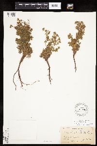 Chamaerhodos erecta image