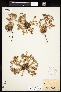 Chamaerhodos erecta image