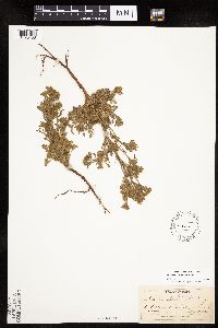 Chamaerhodos erecta image