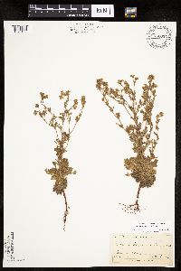 Chamaerhodos erecta image