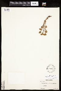 Chamaerhodos erecta image