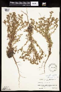 Chamaerhodos erecta image