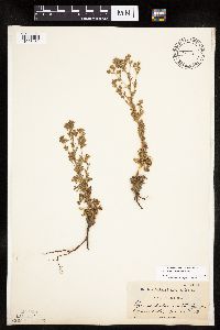 Chamaerhodos erecta image