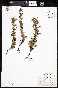 Chamaerhodos erecta image