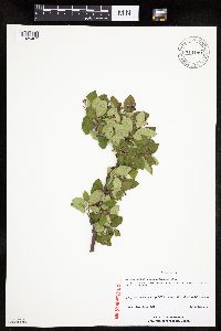 Image Associated With the Occurrence