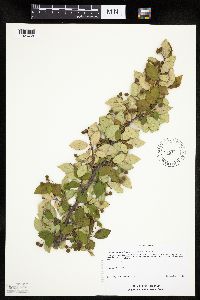 Image Associated With the Occurrence