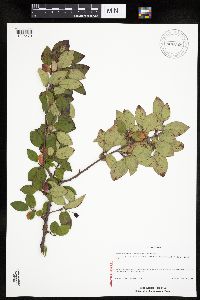 Image Associated With the Occurrence